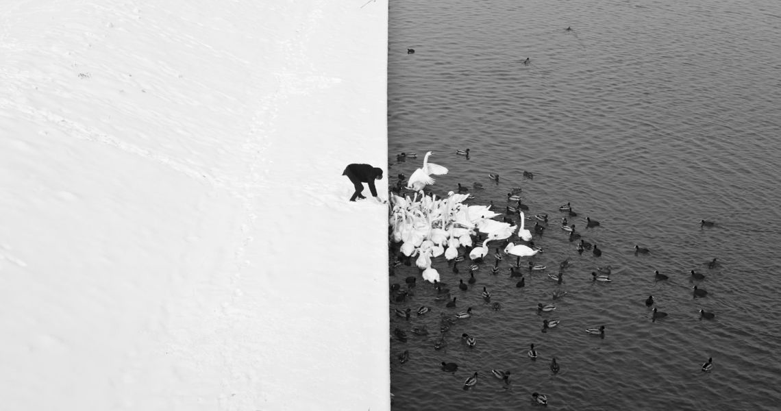 1. Marcin Ryczek A Man Feeding Swans in the Snow